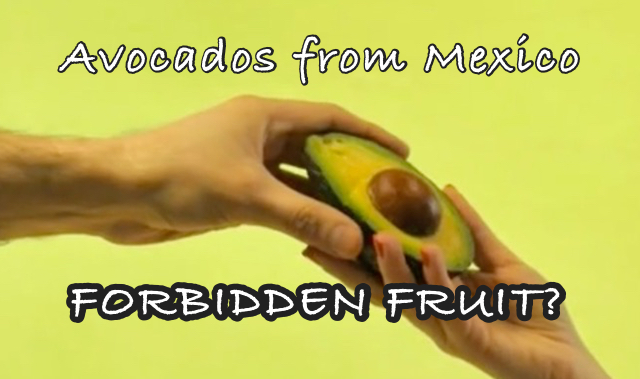 avocadosforbidden