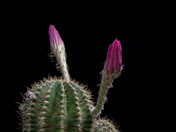 cactusbloom